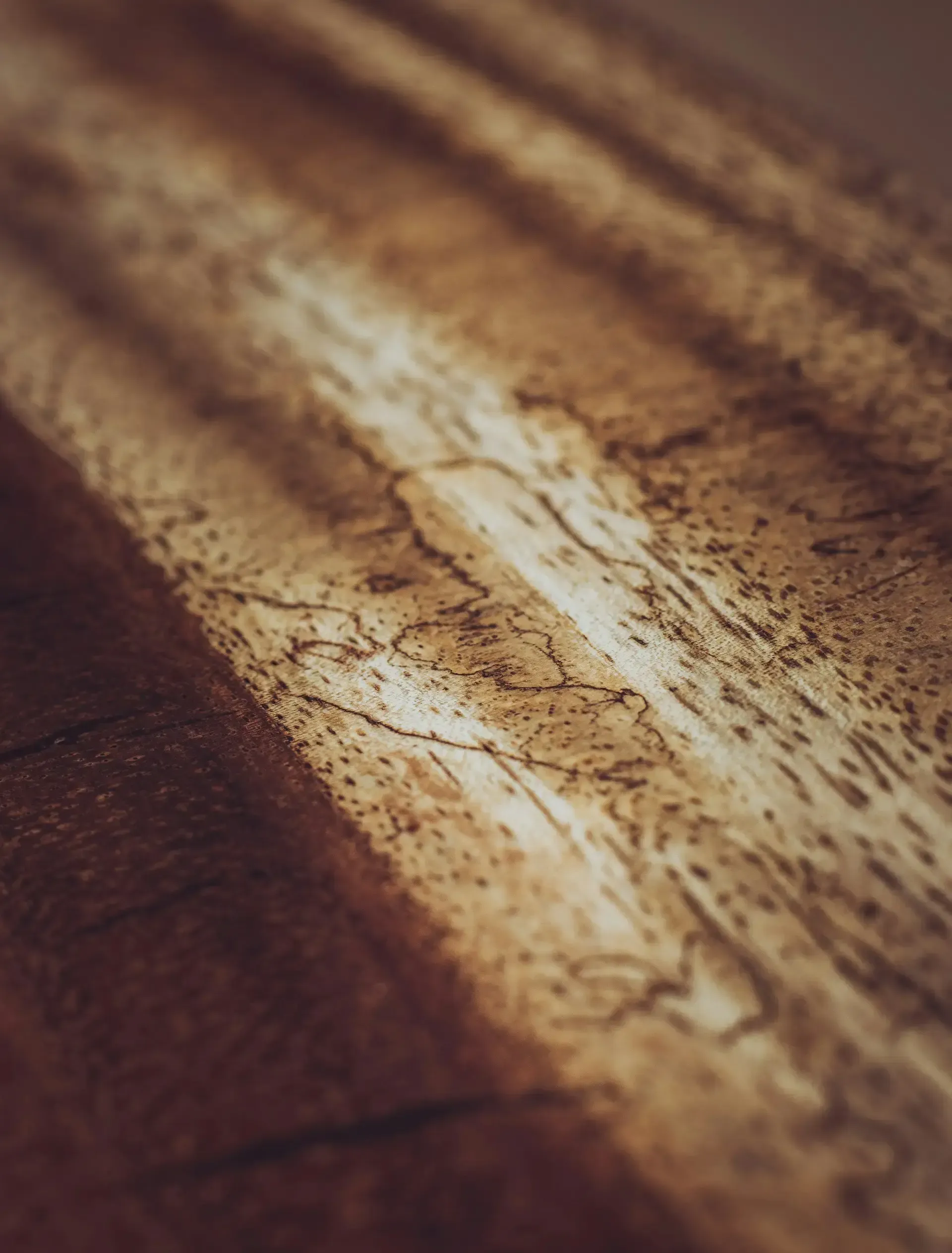 Gros plan d'un morceau de bois